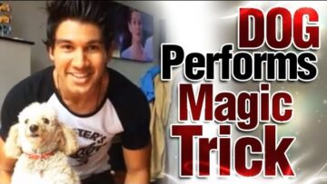 DOG PERFORMS MAGIC TRICK